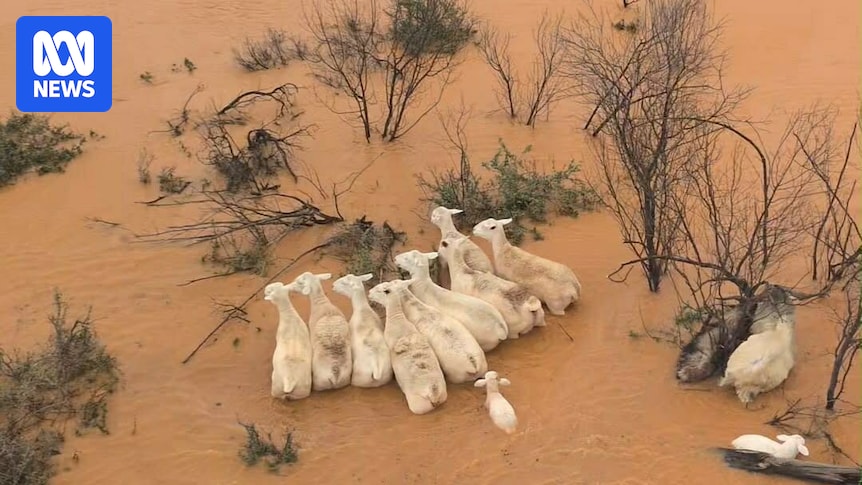 Far West NSW graziers who went from drought to flooding rains begin clean-up and search for stock