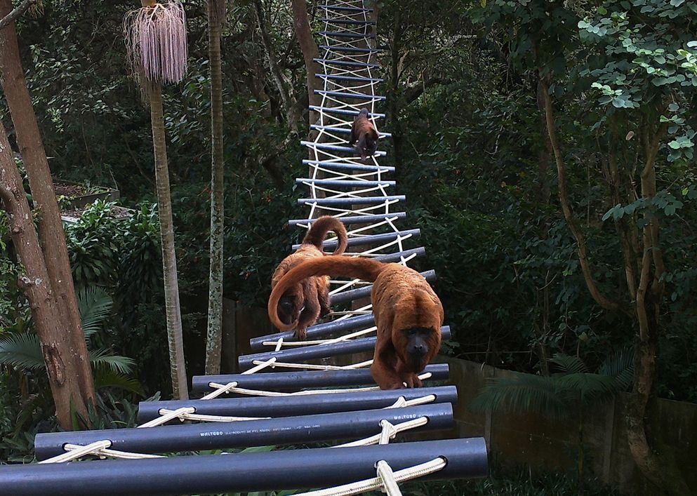 Across South America, canopy bridges evolve as a lifeline for tree-dwelling wildlife
