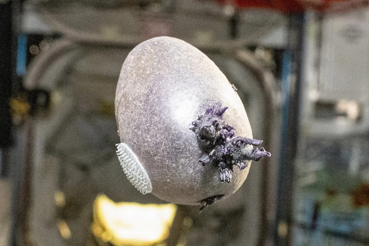 Netizens Terrified of What NASA Grew on the Space Station: A Potato