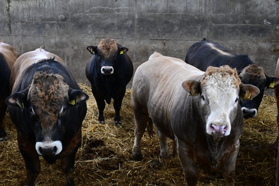 12-month-old Aubrac bullocks being fattened. Photo: Roger Jones