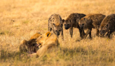 Watch a Young Lion Turn the Tables on a Pack of Harassing Hyenas