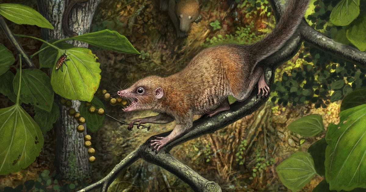 Tiny Teeth Reveal Early Spread of Proto-monkeys in North America