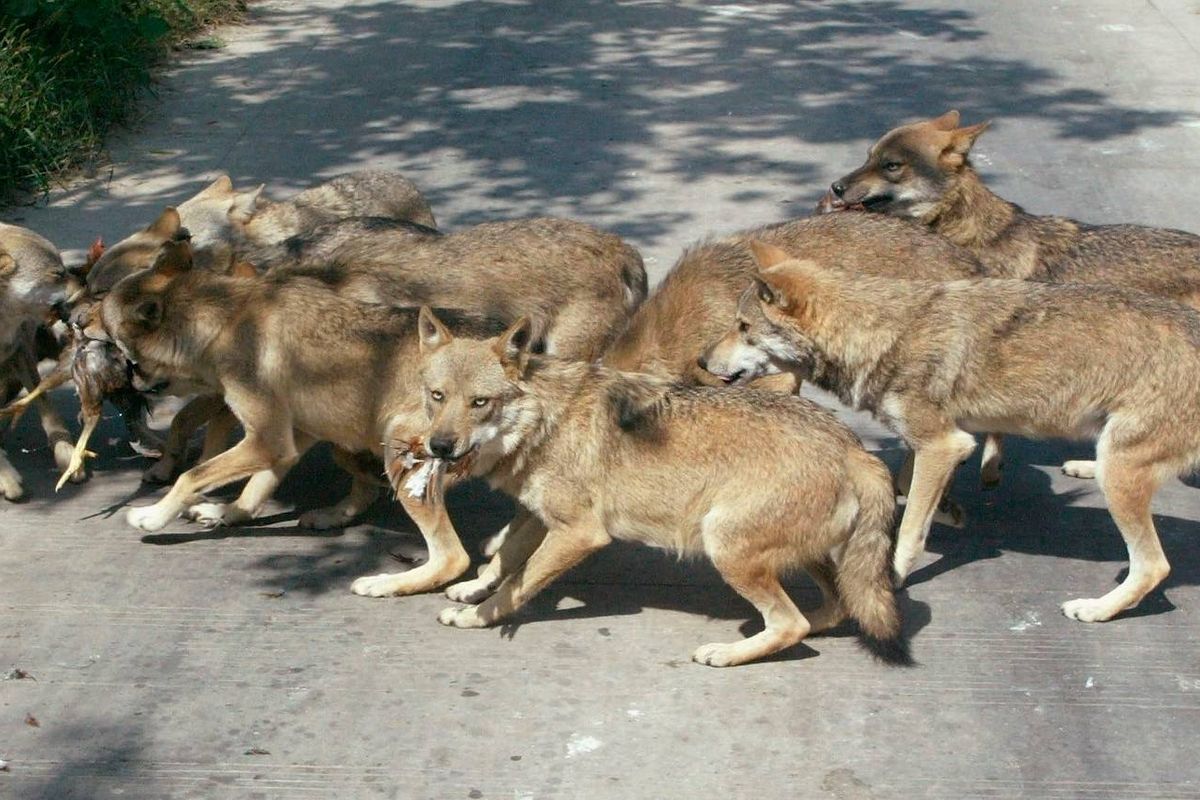 Wolves snatch a live chicken at the Qinling Zoo