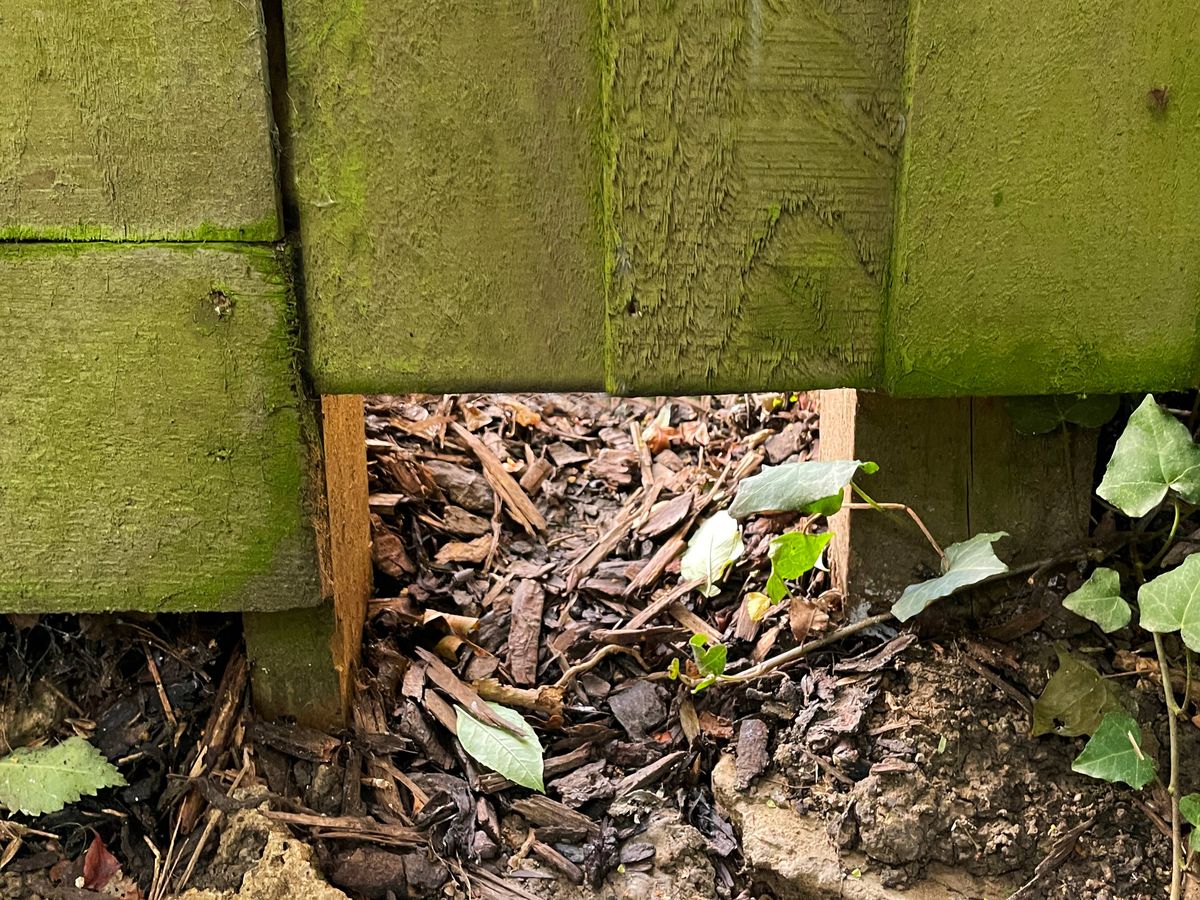 Stock photo showing hole cut in base of wooden fence allowing European hedgehogs (Erinaceus europaeus) access to their nighttime walk routine.