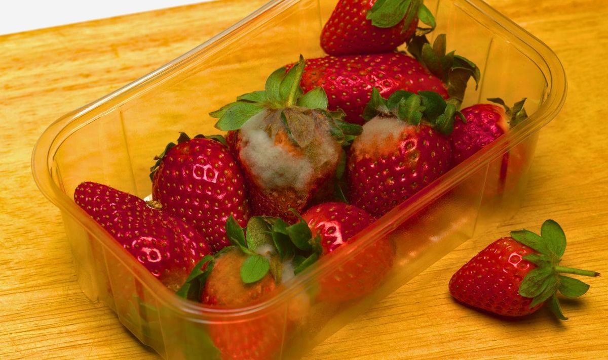 Picture of mouldy strawberries