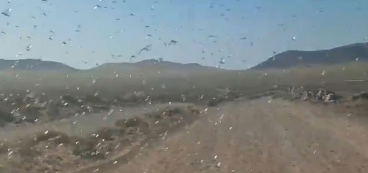 A swarm of locusts striking Lanzarote