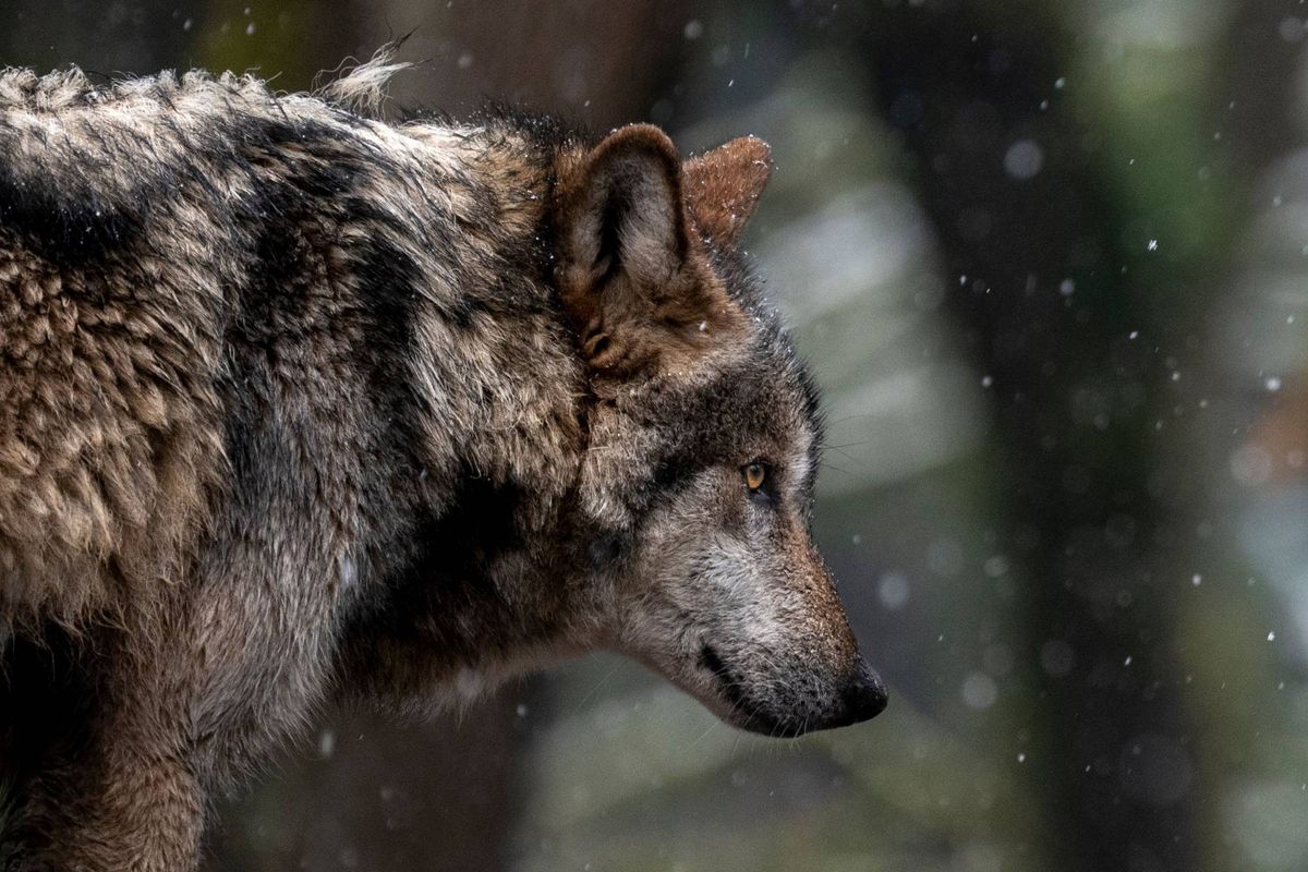 A rare snow day delighted the animals at the Woodland Park Zoo