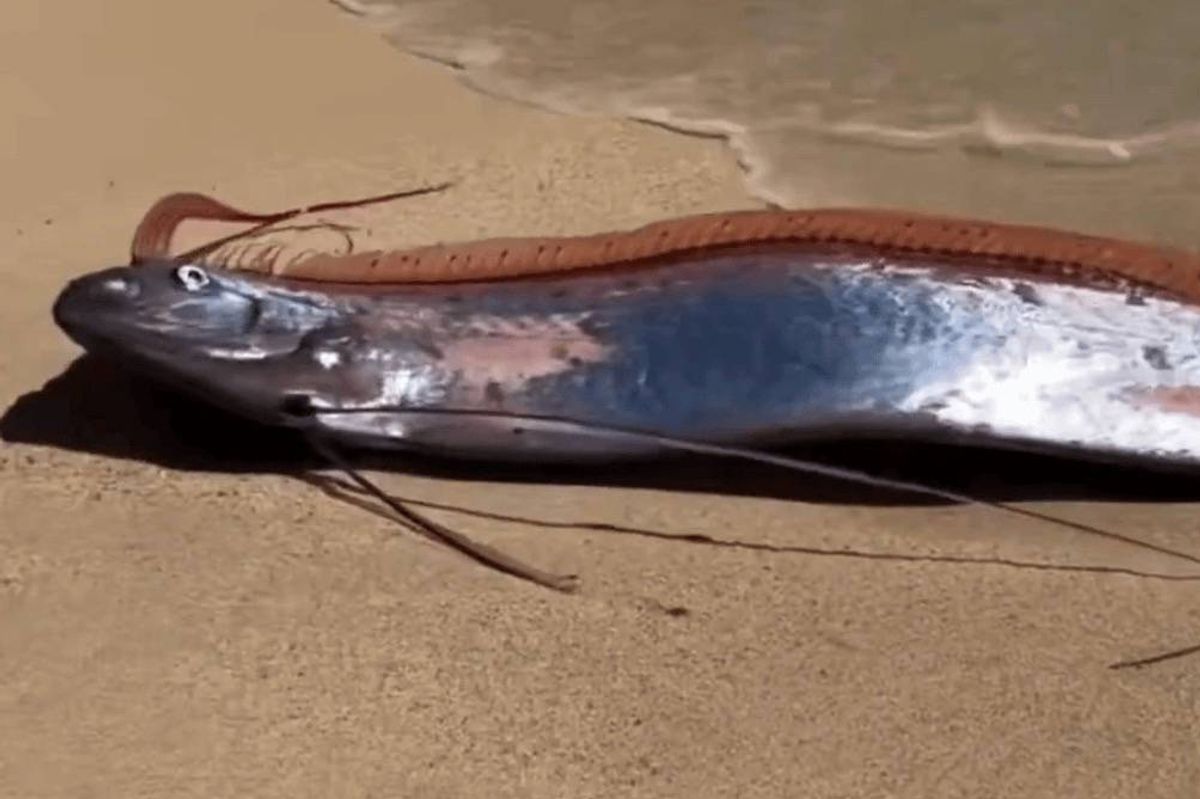 Oarfish washed up on a beach in Mexico