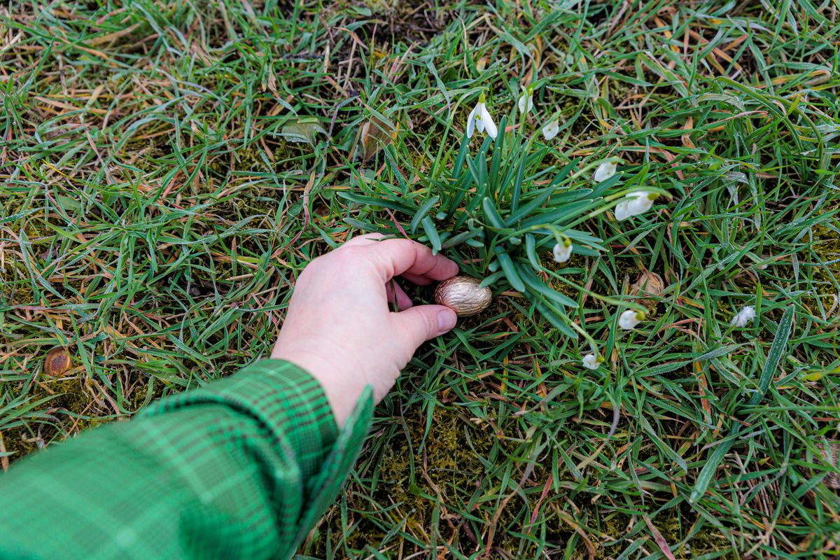 A person s hand gently uncovers a small gold-painted egg nestled at the base of delicate snowdrop flowers in damp spring grass, evoking themes of discovery, Easter, renewal and nature.