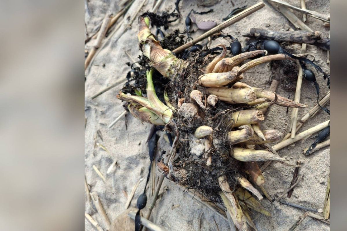 The image depicts a close-up view of charred remains of what appears to be plant material or vegetation. The remnants are scattered across a surface that seems to be a section of a tree trunk or bark. The burnt material consists of several small, elongated structures, possibly stems or roots, exhibiting various degrees of charring and discoloration. The background is blurred, suggesting a focus on the subject matter.