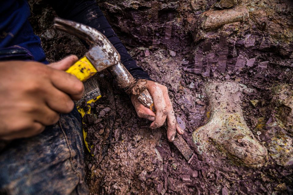 An employee works at the excavation site where dinosaur bones were found in Davinopolis. Photo: Reuters