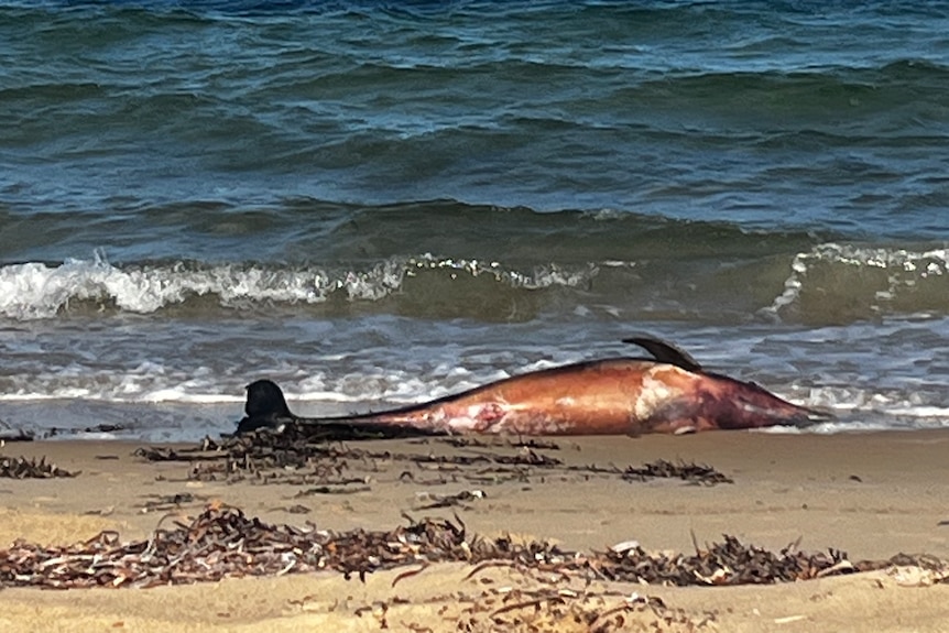 A dead adult dolphin lays on the beach next to the water.