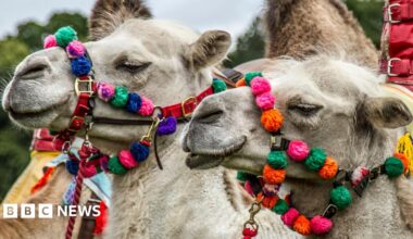 Two camels decorated with bright, colourful pom‑poms and patterned harnesses stand outdoors, their ornate bridles covered in vivid tassels and ornaments, with greenery visible in the background.