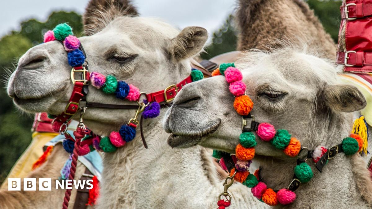 Two camels decorated with bright, colourful pom‑poms and patterned harnesses stand outdoors, their ornate bridles covered in vivid tassels and ornaments, with greenery visible in the background.