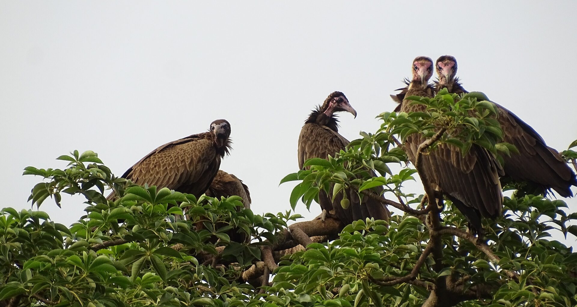 ‘Staggering’ trade for belief-based use drives hooded vultures to near-extinction in Benin