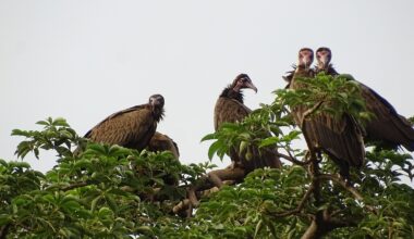 ‘Staggering’ trade for belief-based use drives hooded vultures to near-extinction in Benin