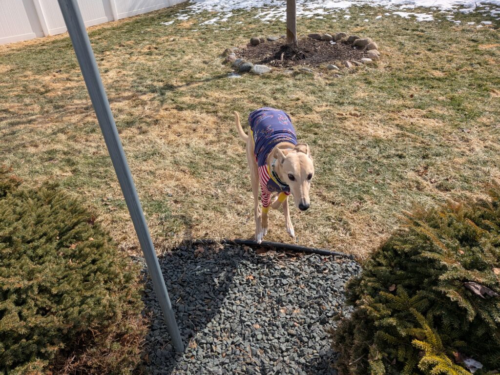 Pixel 10a primary camera running dog