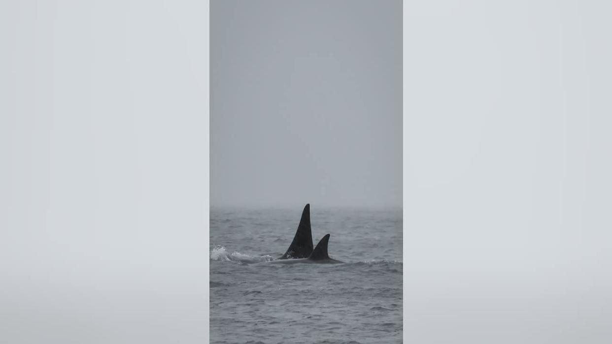 <div>T420, T419 and T421 pod observed in the Salish Sea.</div><strong>(Orca Conservancy)</strong>