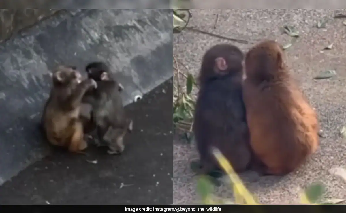 Punch The Viral Baby Monkey In Japan Bonds With "Girlfriend", Internet Reacts