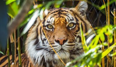 Superhero animals and green political wins: Positive environmental stories from 2026