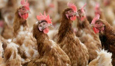 Italy confirms first European human H9N2 avian flu case