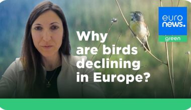 Europe’s disappearing birds are a symptom of a broken food and farming system