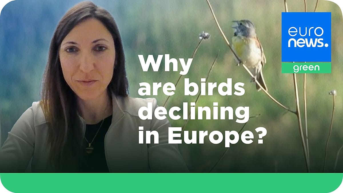 Europe’s disappearing birds are a symptom of a broken food and farming system