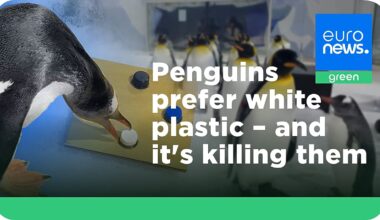 Penguins are ingesting worrying amounts of white plastic. Could switching colours protect them?