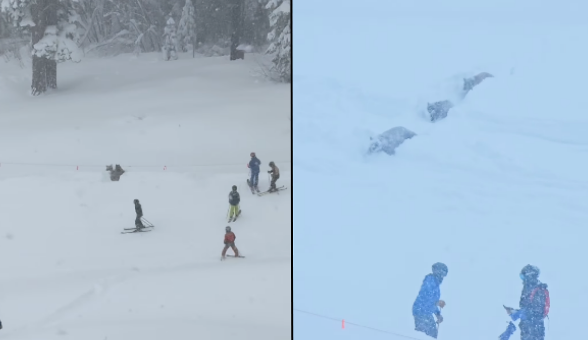 These Bears Ran Across a Packed Run at a Tahoe Resort
