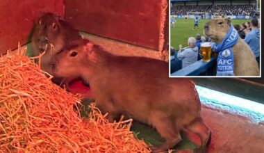 Escaped capybara, largest rodent in world, becomes social media sensation