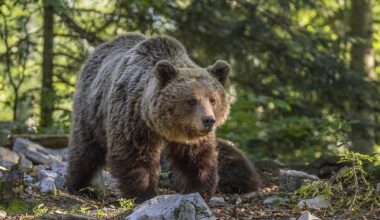 Poland launches scheme to protect bears and their human neighbours