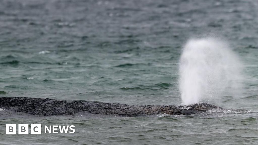 Whale swims off sandbank after big German rescue effort on Baltic coast - BBC