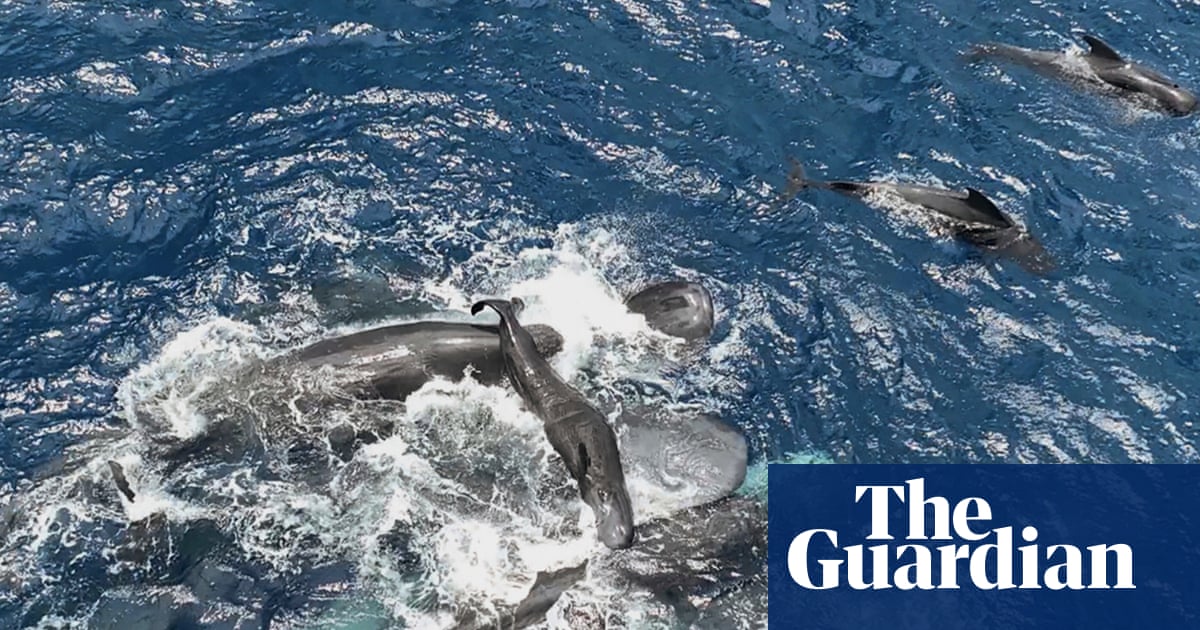 Scientists film whale giving birth while other whales work together to help her | Whales