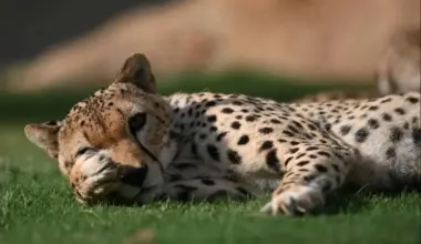 NCW Marks World Wildlife Day with Strategic Plan for Biodiversity Protection