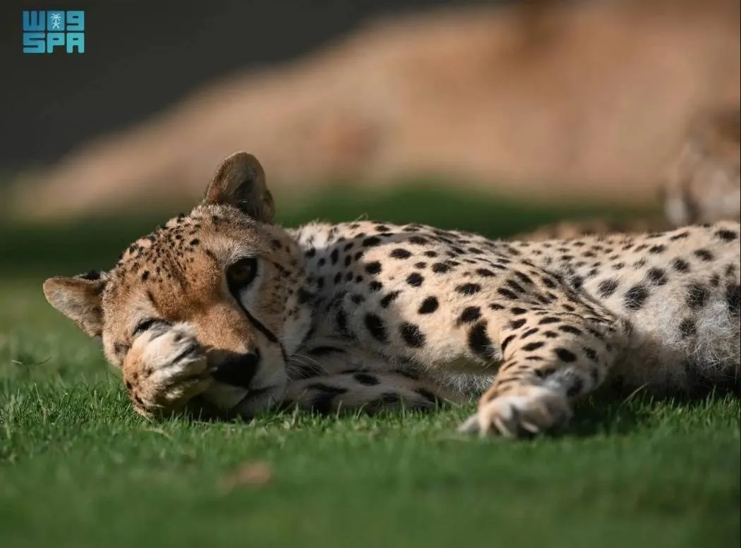 NCW Marks World Wildlife Day with Strategic Plan for Biodiversity Protection