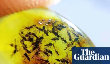 ‘I love midges because I know what their hearts look like’: is the passion for taxonomy in danger of dying out? | Taxonomy