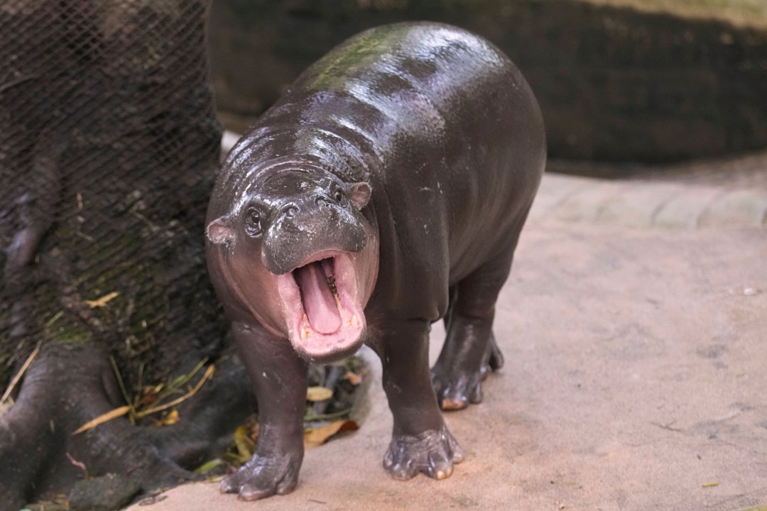 Intruder Climbs Into Moo Deng's Enclosure
