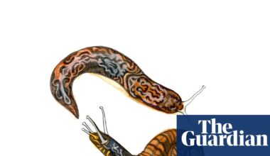 How are snails and slugs different and what do whales eat? The kids’ quiz | Family