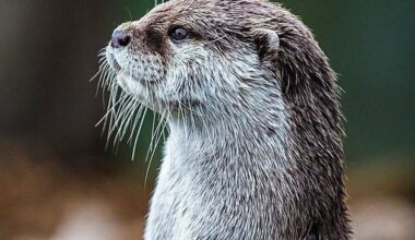 Nature Trail: Biodiversity loss being tackled by Nature Restoration Plan