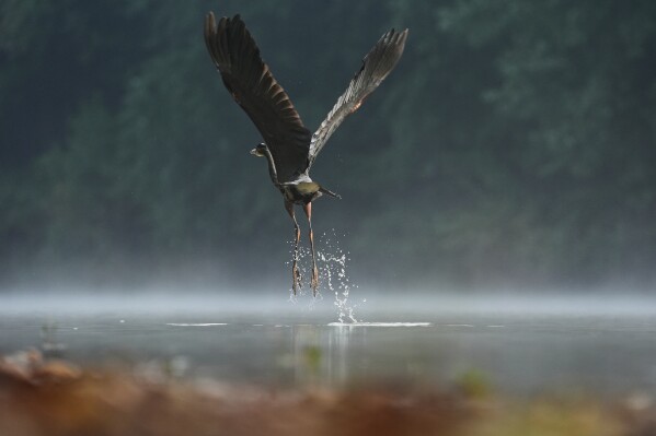 A great blue heron takes off Sept. 26, 2025, in Cincinnati. (AP Photo/Joshua A. Bickel, File)