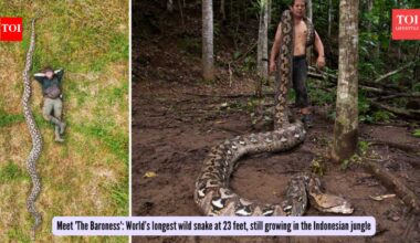 Meet 'The Baroness': World’s longest wild snake at 23 feet, still growing in the Indonesian jungle |