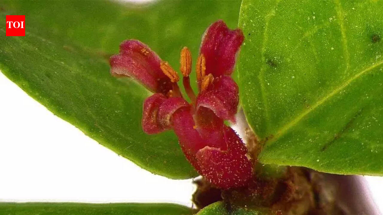 Researchers identify new ‘gugal’ species | Ahmedabad News