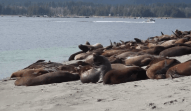 Hundreds of sea lions have taken over a Vancouver Island beach