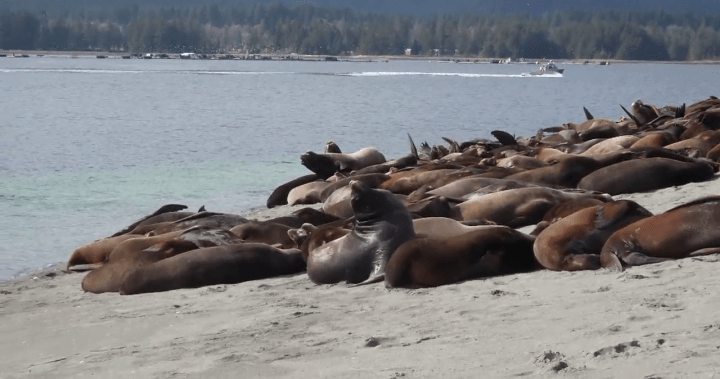 Hundreds of sea lions have taken over a Vancouver Island beach