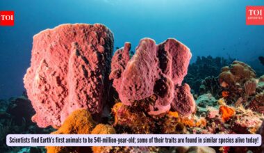 Scientists find Earth’s first animals to be 541-million-year-old; some of their traits are found in similar species alive today! |