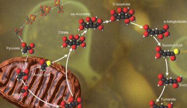 Citric acid cycle a ‘garbage compactor’ as well as an energy powerhouse | Research