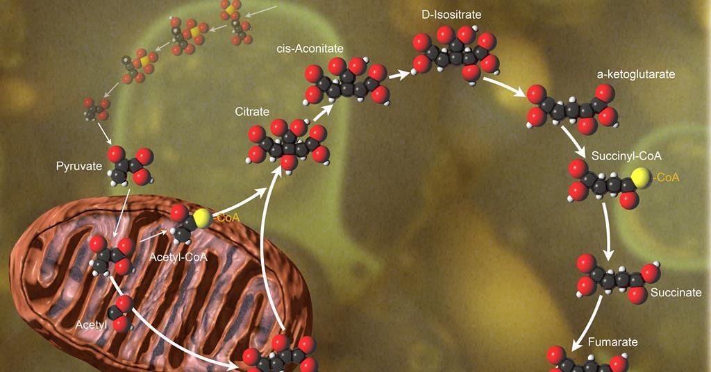Citric acid cycle a ‘garbage compactor’ as well as an energy powerhouse | Research