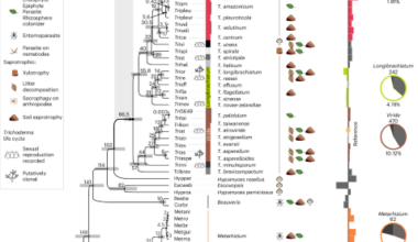 Phenogenomics reveals the ecology and evolution of Trichoderma fungi for sustainable agriculture