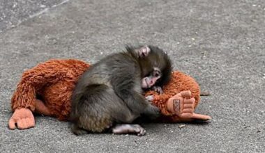 Kirsty Blake Knox: Punch the Monkey is the latest animal to capture our hearts and give us a break from reality