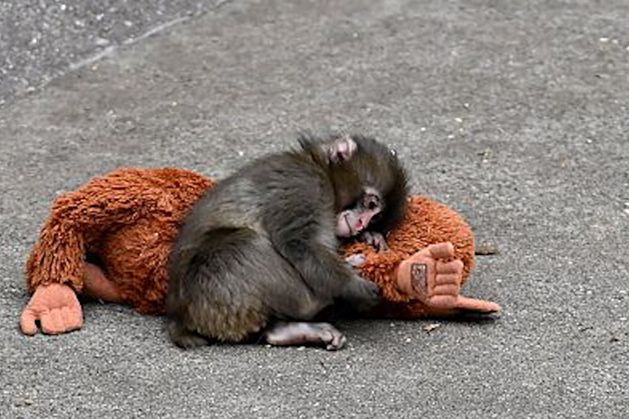 Kirsty Blake Knox: Punch the Monkey is the latest animal to capture our hearts and give us a break from reality